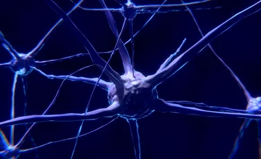 VIDEO. Cercetătorii au găsit şase noi tipuri de neuroni cu ajutorul a unui sfert de milion de jucători de jocuri video