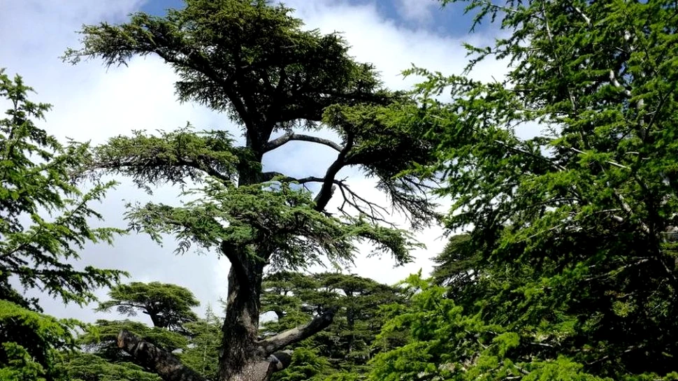 ”Cedrii lui Dumnezeu”, copacii care ar fi fost plantaţi încă de la începutul lumii – FOTO