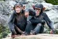 Originile reci ale primatelor: Primii noștri strămoși au evoluat în frig, nu la tropice