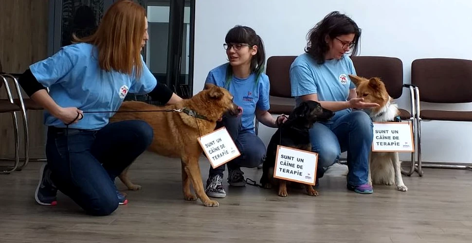 Câinii fără stăpân dintr-un oraş din România vor fi transformaţi în câini de terapie