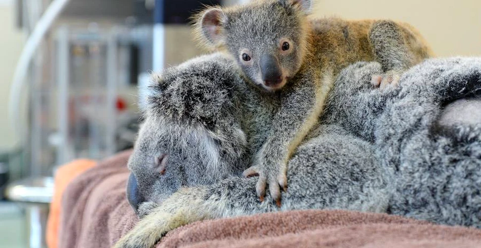 Fotografia care a făcut înconjurul lumii: un ursuleţ koala a refuzat să se despartă de mama lui, în timpul unei operaţii