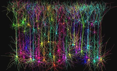 Descoperire uimitoare: creierul conţine miliarde de mini-computere