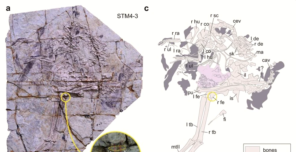 Cercetătorii au descoperit fire de cromatină în cartilajul dinozaurilor fosilizați. Ce înseamnă acest lucru
