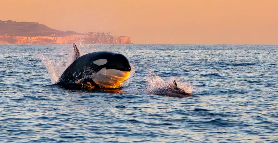 Balenele ucigașe vânează și mănâncă rechini în Golful California, au descoperit cercetătorii