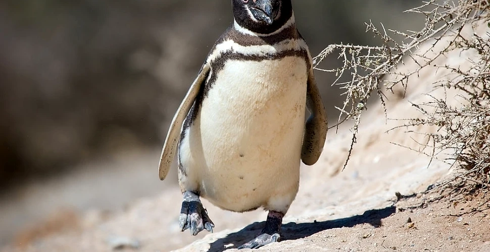 Descoperire macabră în Brazilia: 512 pinguini au fost găsiţi morţi pe o plajă