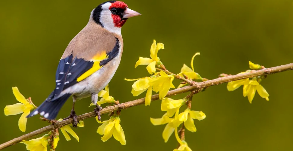 Sticletele, o pasăre cântătoare preferată pentru păstrarea în colivii