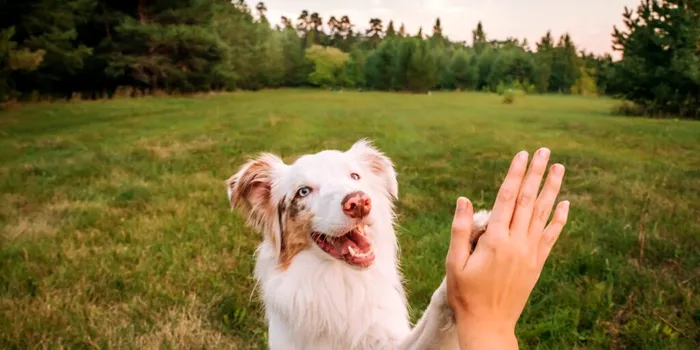 Surprinzător: câinii mai inteligenți au creierul mai mic!