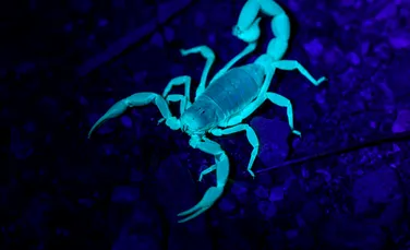 Veninul de scorpion, cercetat ca posibilă sursă pentru noi tratamente ale bolilor hepatice