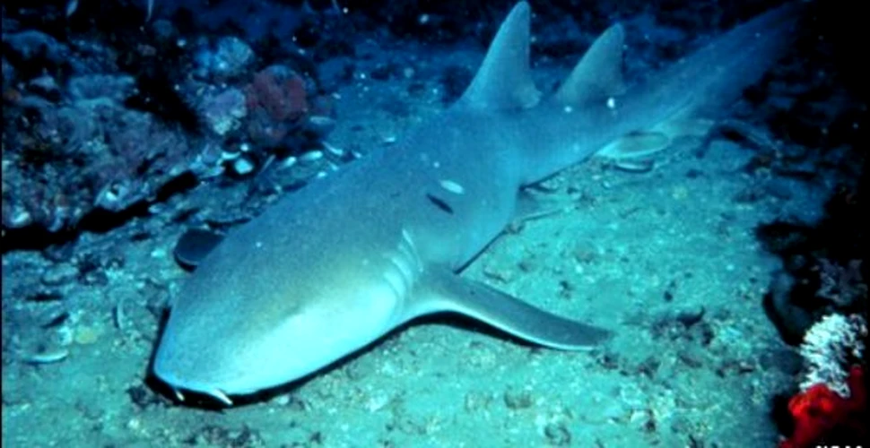Un rechin gigantic a fost descoperit in Kansas
