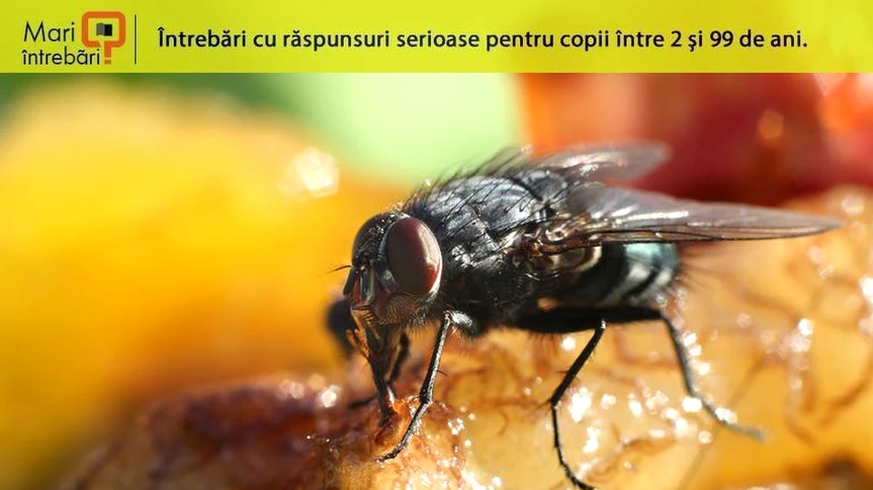 Ce se întâmplă când o muscă aterizează pe mâncare?