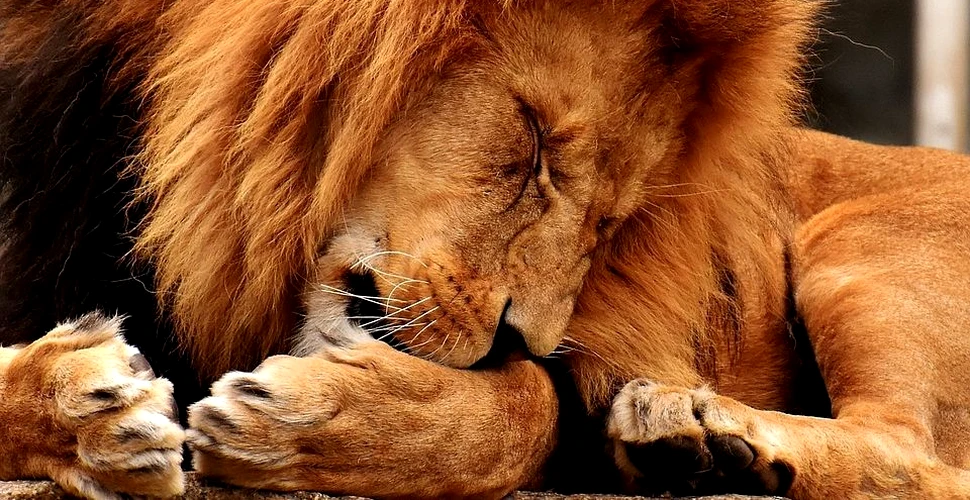 Controverse după împuşcarea mortală a unui leu scăpat de la o grădină zoo din Belgia. ”Este oribil şi inexplicabil”