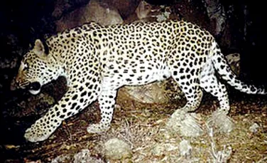 Armenia mai are doar cativa leoparzi