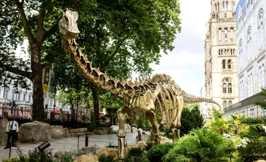 Cât de adevărate sunt scheletele de dinozauri din muzee?