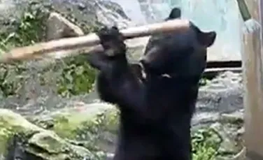 El este ursul Kung Fu (VIDEO)