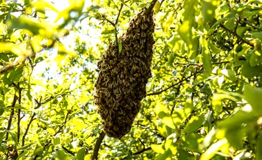Câte albine încap într-un aparat cu raze X? Un studiu inedit oferă răspunsul