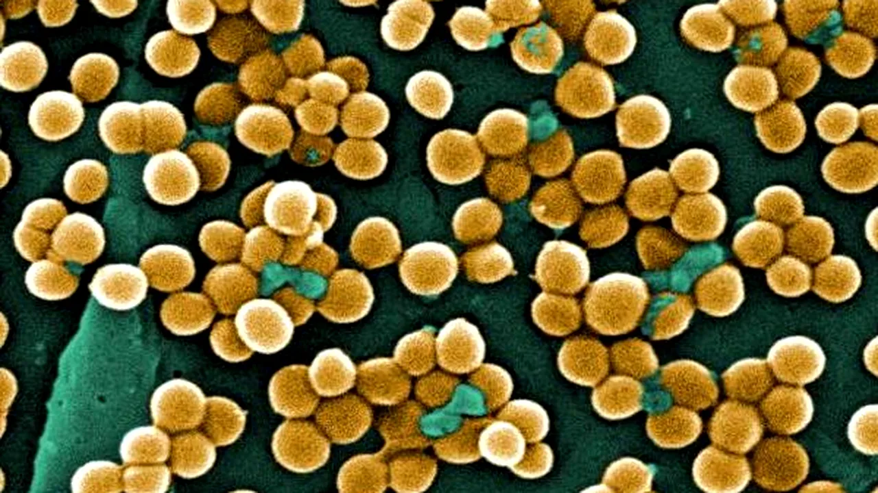 1-bacterii 