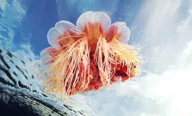 Cea mai mare meduză din lume a fost surprinsă în imagini spectaculoase (FOTO)