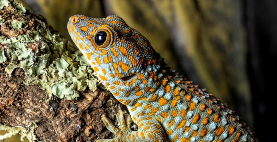 Șopârlele Gecko își recunosc propriul miros, arată noi experimente