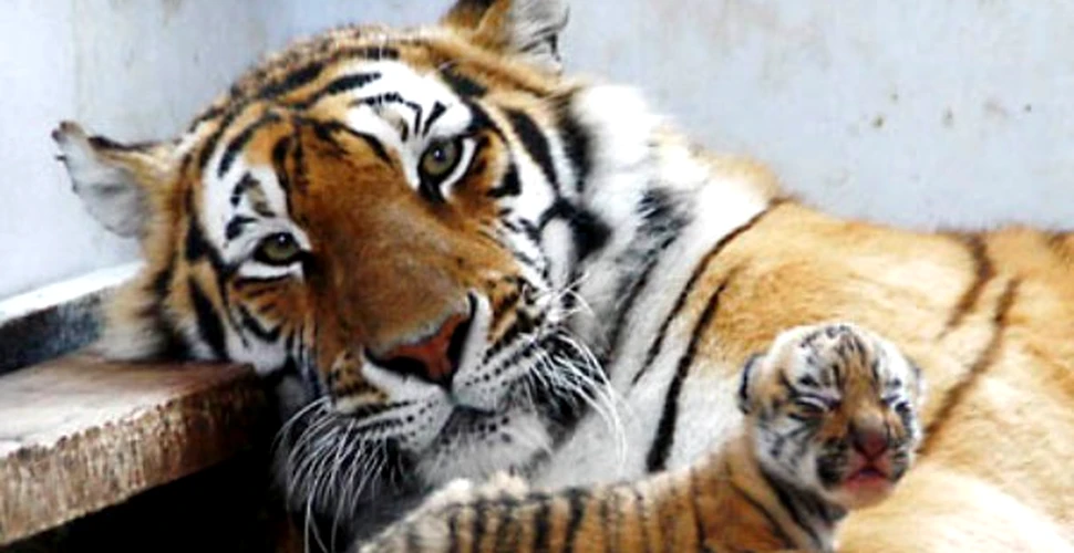 Dezastrul genetic al tigrilor siberieni