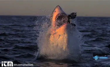 Captură fără precedent: atacul unui rechin alb, aşa cum nu l-aţi mai văzut niciodată (VIDEO)