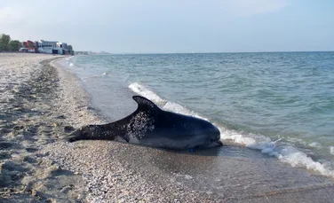 Pe o plajă din Năvodari au fost găsiţi şase delfini morţi. Care a fost cauza evenimentului nefericit