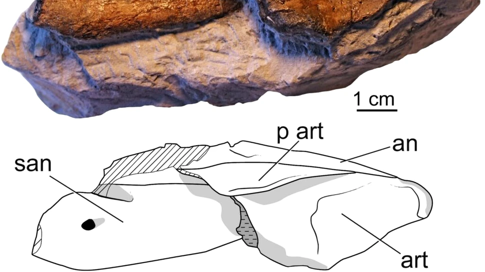 Un prădător din Jurasic recent descoperit are un strămoș încă necunoscut