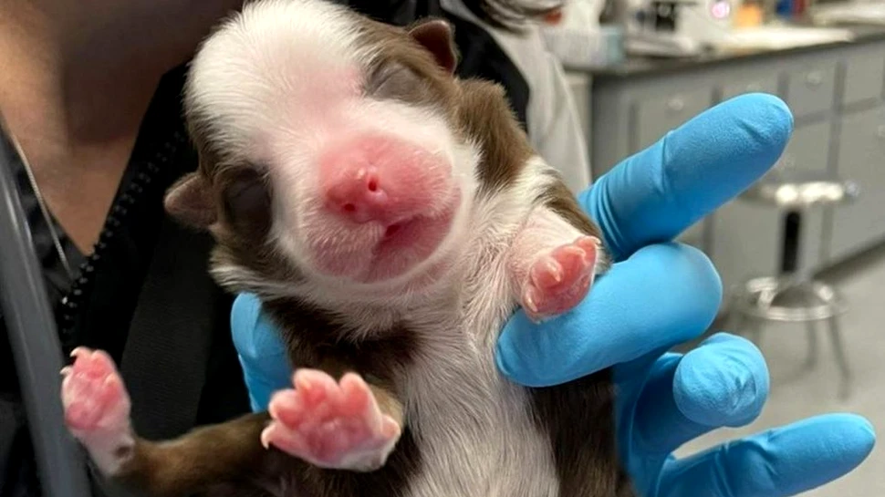 O cățelușă născută cu 6 picioare și 2 codițe, numită un „miracol” de medicii veterinari