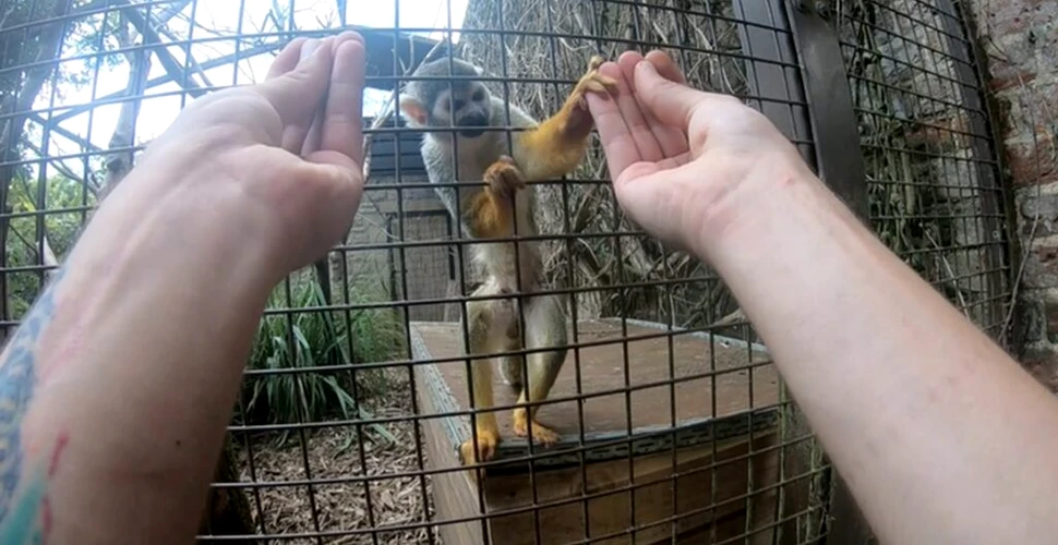 Doar maimuțele cu degete opozabile sunt păcălite de un simplu truc de magie