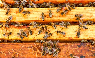 Un nou dispozitiv combate cu eficiență „masacrele” în rândul albinelor