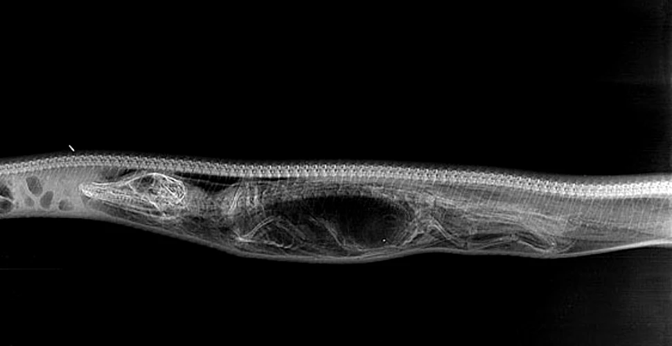 Galerie foto inedită realizată cu ajutorul unor radiografii: Cum reuşeşte un piton să devoreze un aligator