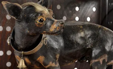Cum arată câinele împăiat al prințului Ghika, vândut la o licitație Artmark