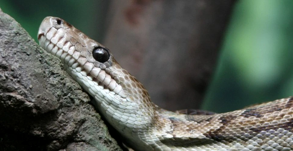 Coşmarul oricărei persoane cu fobie de şerpi. A fost descoperită o nouă specie care vânează în grup