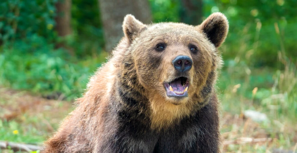 Revoltă și anchete în Italia după ce un urs a fost împușcat la marginea unui oraș