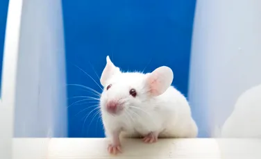 Imagini din activitatea cerebrală a șoarecilor, transformate în videoclipuri