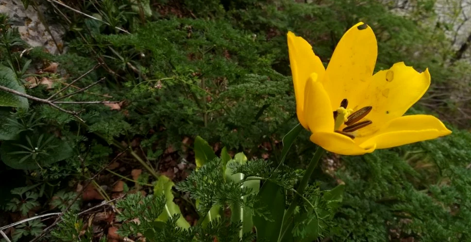 O floare unică în lume a înflorit la Cazanele Dunării