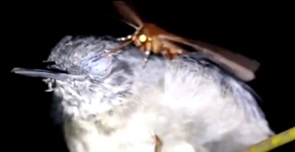 Biologii au observat un caz rar în natură: O molie ce bea lacrimile unei păsări – VIDEO