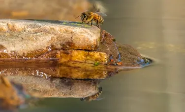 Un efect foarte ciudat este produs atunci când albinele zboară peste o suprafață oglindită
