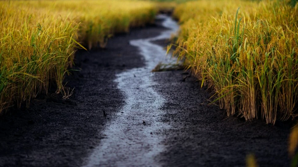 Europa și-a pierdut jumătate din zonele umede în ultimii 300 de ani