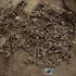 Un mormânt comun cu cel puțin 129 de bărbați a fost descoperit lângă Viena. Cine au fost victimele unei confruntări romane necunoscute?