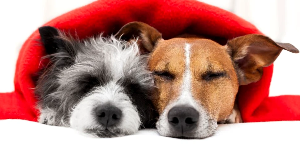 Ce trebuie să ştii despre cel mai bun prieten al tău? Somnul câinilor este tulburat de evenimente stresante, precum este şi în  cazul oamenilor