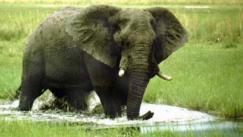 Din secretele elefantilor