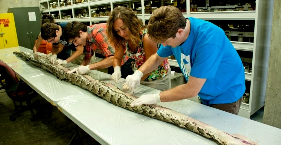Record înfricoşător: un şarpe uriaş a fost capturat în Florida