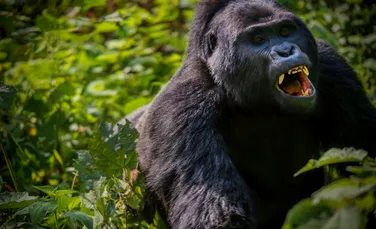 Intâlniri violente între cimpanzei și gorile, observate pentru prima oară în sălbăticie