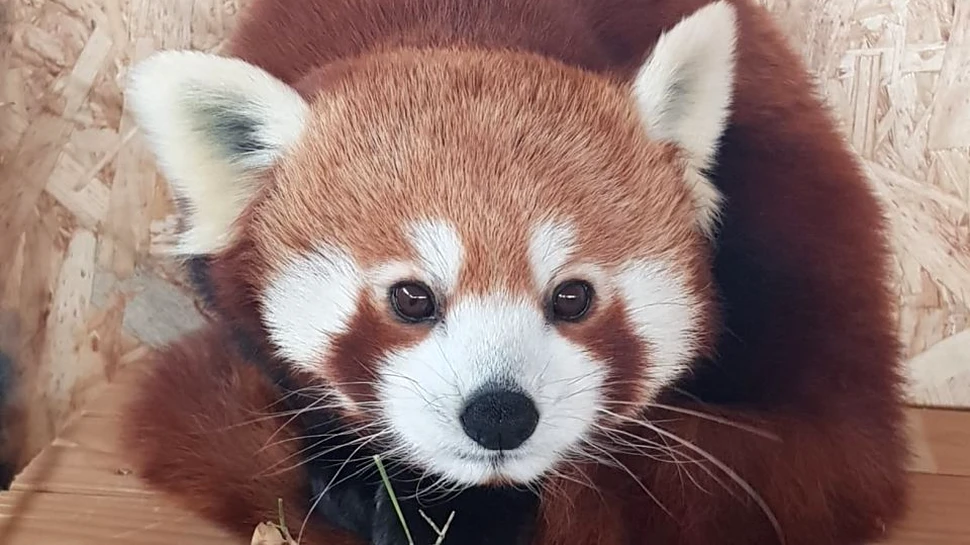 Primul urs panda roşu din România