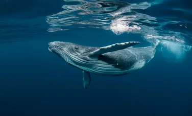 Cântecele balenelor traversează Pacificul și ar putea chiar să înconjoare planeta