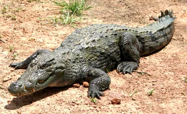 O confruntare între un crocodil şi un elefant dus la sfârşitul celor doi