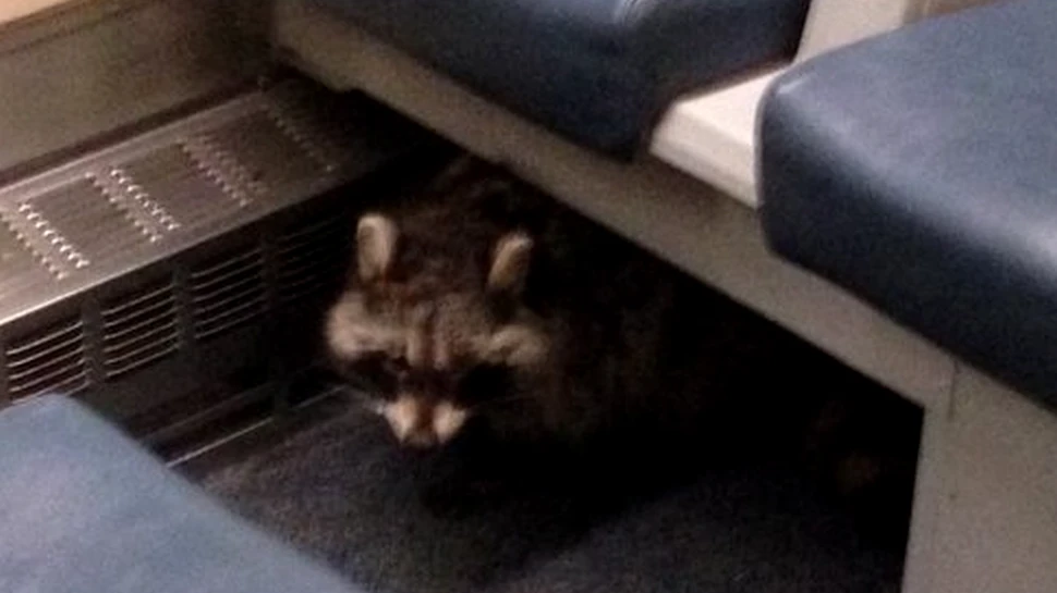 Un raton s-a ascuns sub bancheta dintr-un tren în Canada. Ce s-a întâmplat când a ieşit la iveală – FOTO