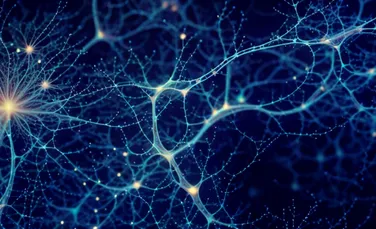 Ce s-a întâmplat când cercetătorii au transplantat neuroni umani la șoareci?