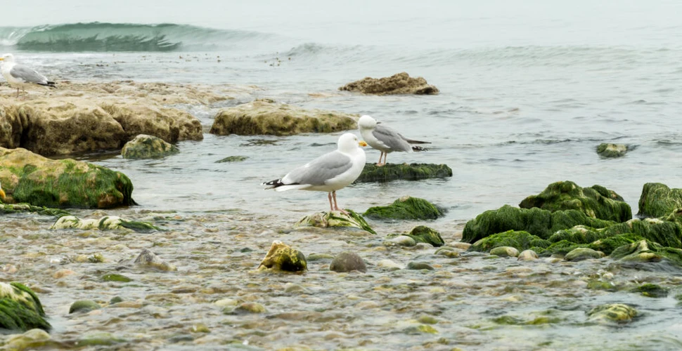 Sute de păsări moarte au fost găsite pe plajele din Franța