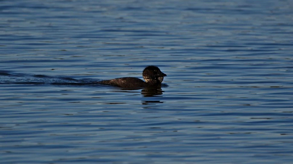 O rață care înjura precum oamenii, primul caz de acest fel înregistrat la păsări de apă